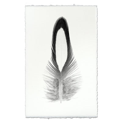 Feather Study #14 (Lady Amherst Pheasant Tippet)