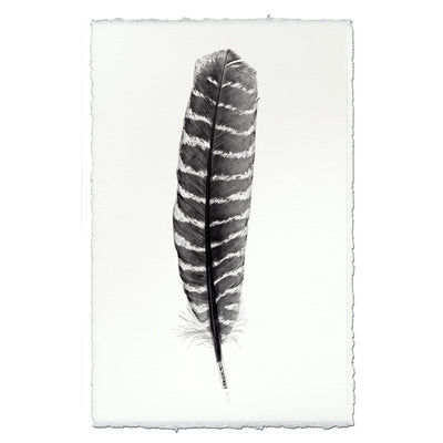 Feather Study #16 (Wild Turkey)
