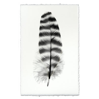 Feather Study #17 (Barred Rock Hen)