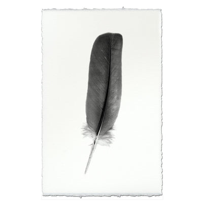 Feather Study #4 (Dove)