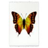 Butterfly #4