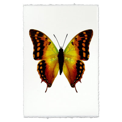 Butterfly #4