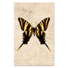 Butterfly #6