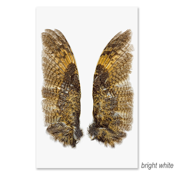 Owl Wings grand format - BARLOGA STUDIOS- fine photographs on