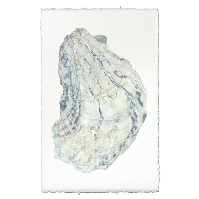 Oyster Study #15
