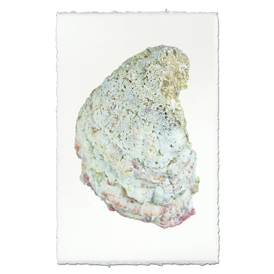 Oyster Study #4