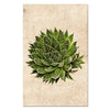 Succulent #10 (Aloe Aristata)