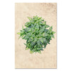 Succulent #4 (Haworthia Star)