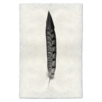 Feather Study #11 (Lady Amherst Pheasant Tail)