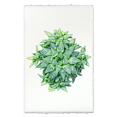 Succulent #4 (Haworthia Star)