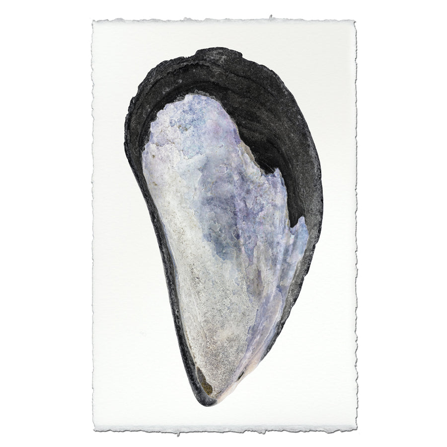 Mussel Shell #1