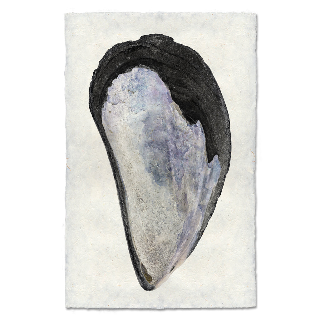 Mussel Shell #1
