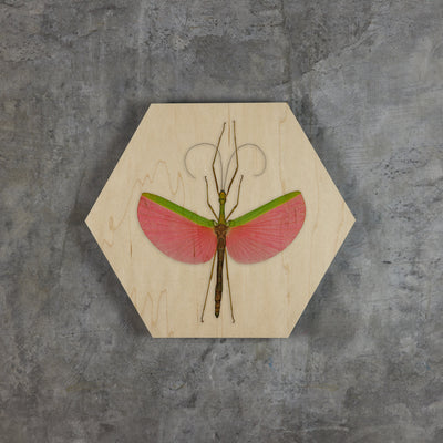 Geometrics - Bugs