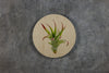 Geometrics - Air Plants