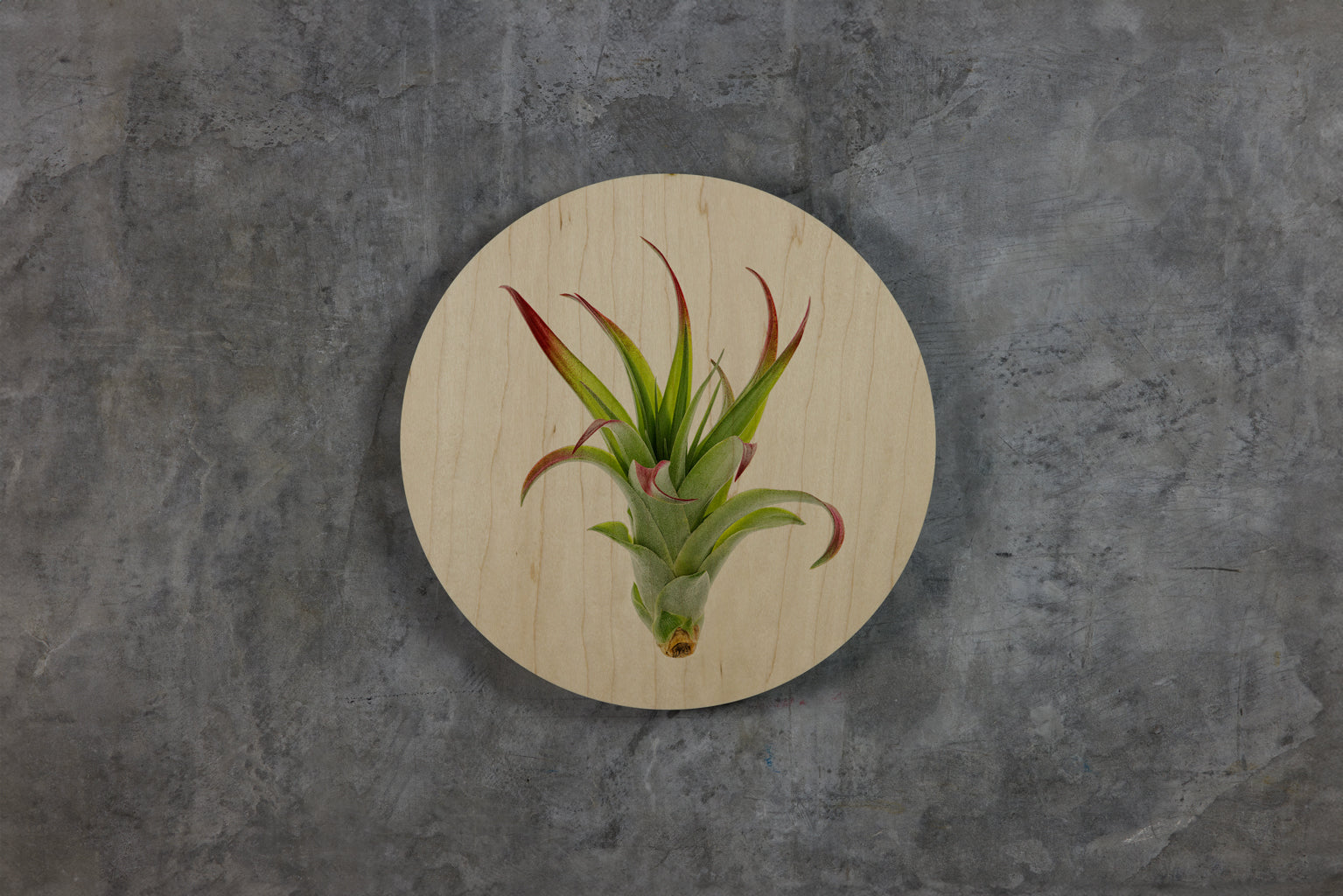 Geometrics - Air Plants