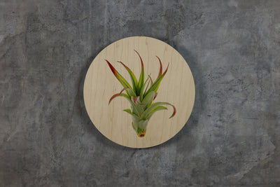 Geometrics - Air Plants