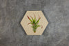 Geometrics - Air Plants