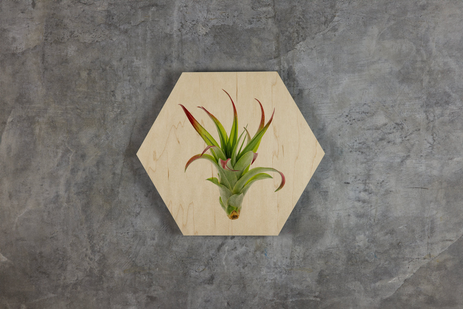 Geometrics - Air Plants