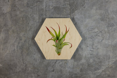 Geometrics - Air Plants