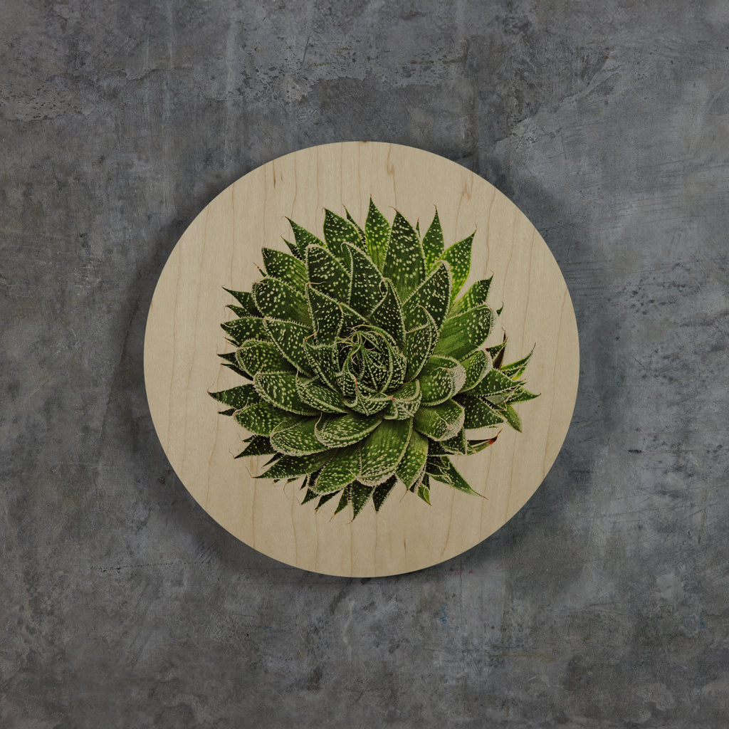 Geometrics - Succulents