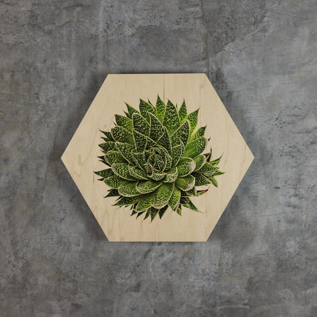 Geometrics - Succulents