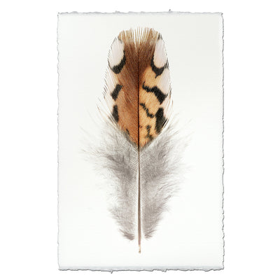 Bobwhite Quail #2