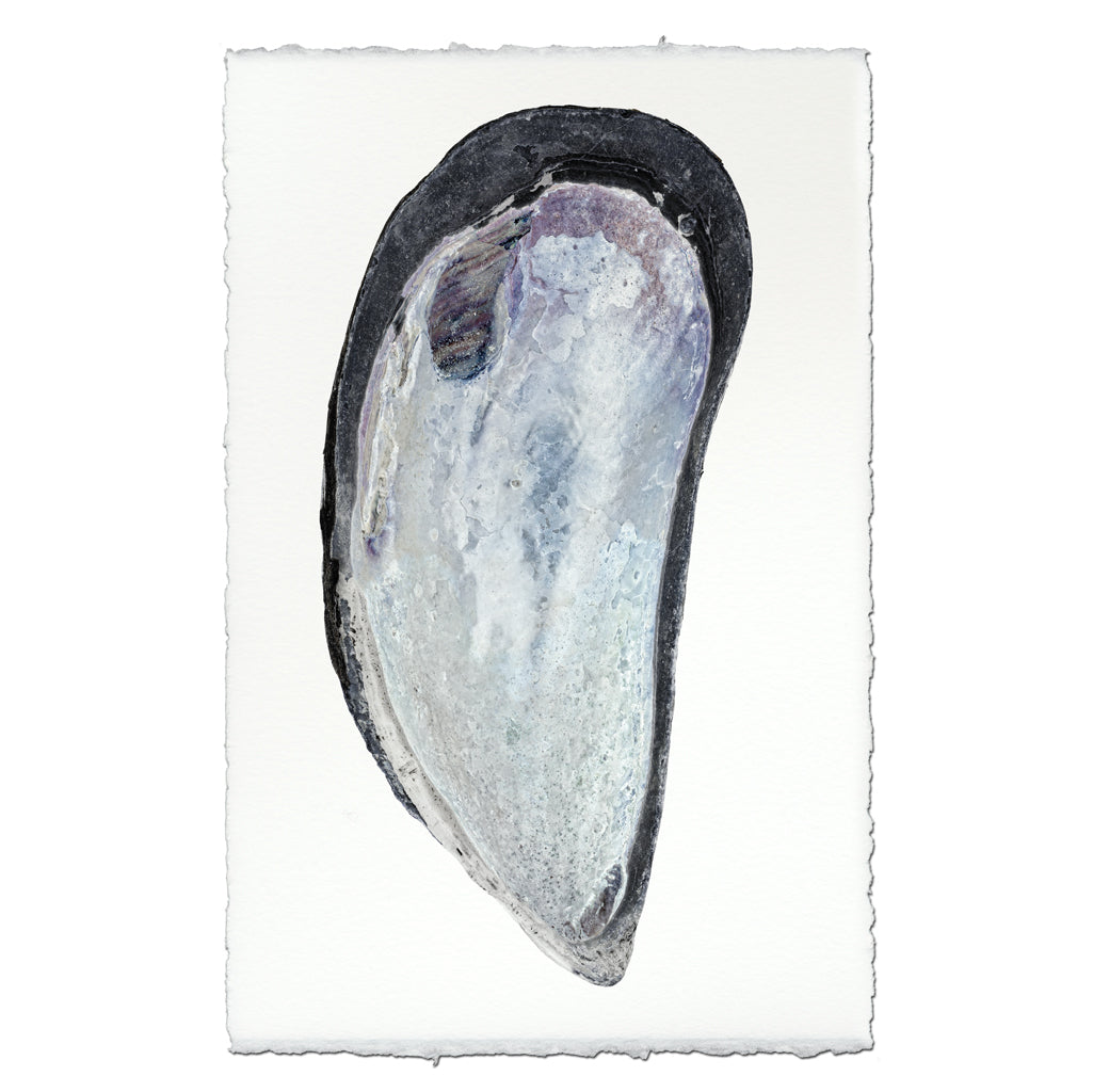 Mussel Shell #2