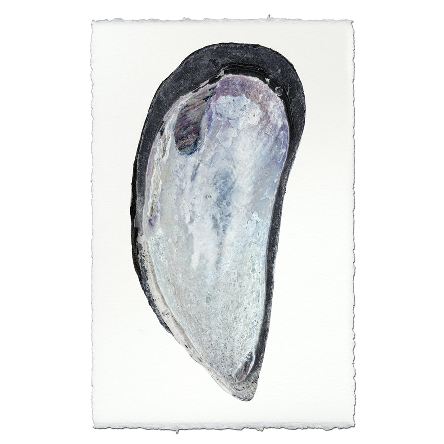 Mussel Shell #2