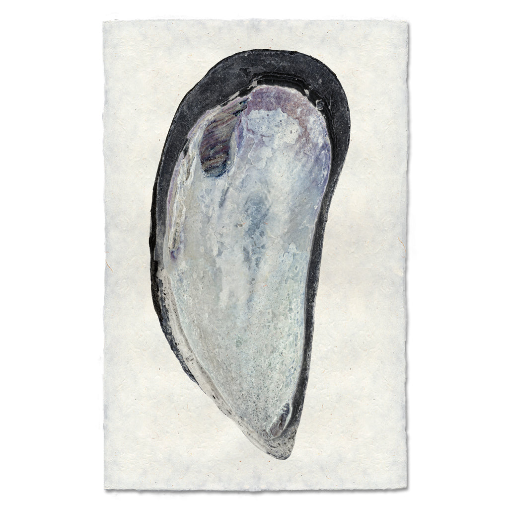 Mussel Shell #2