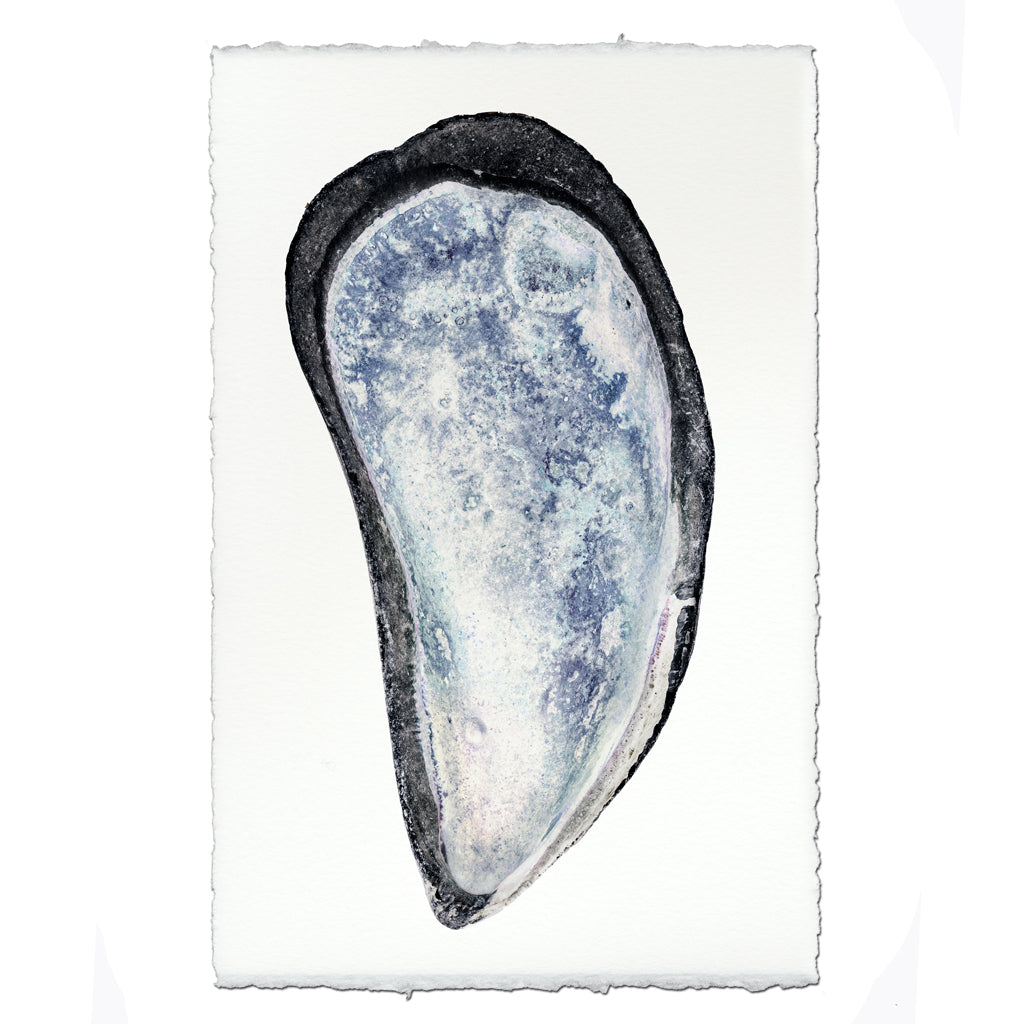 Mussel Shell #3