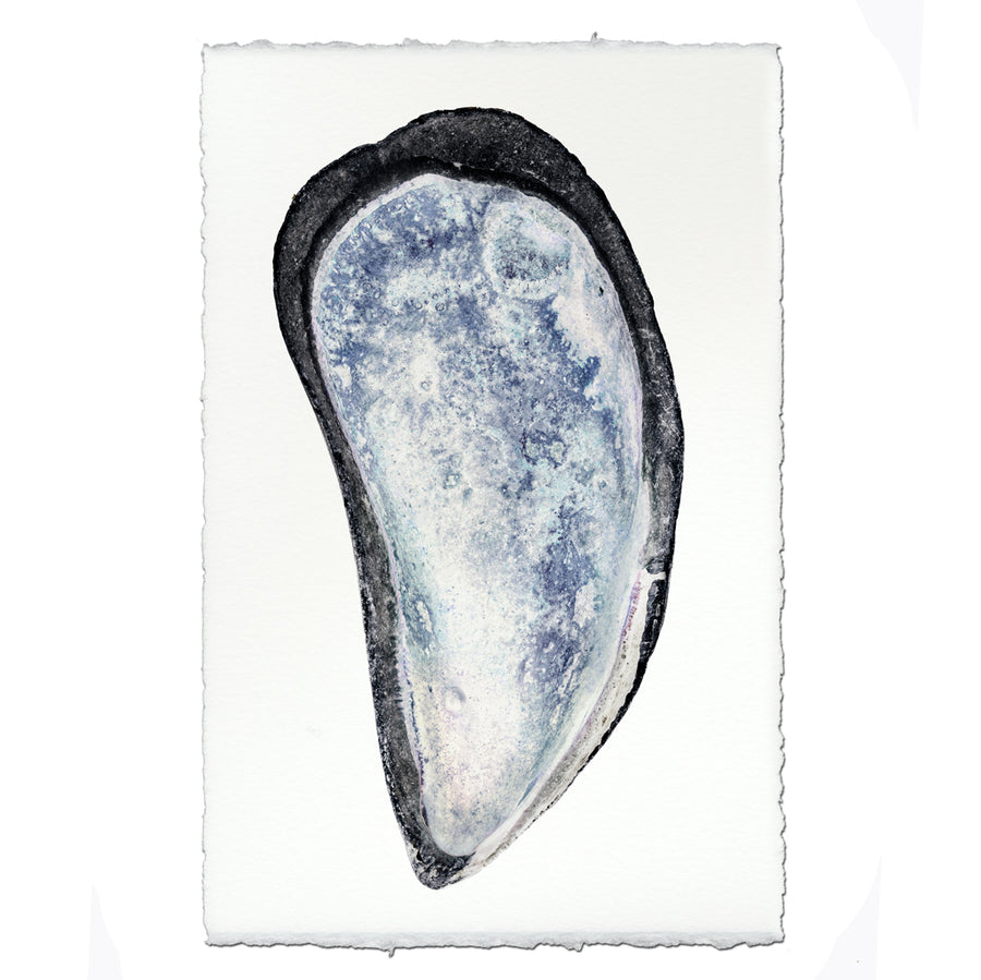 Mussel Shell #3