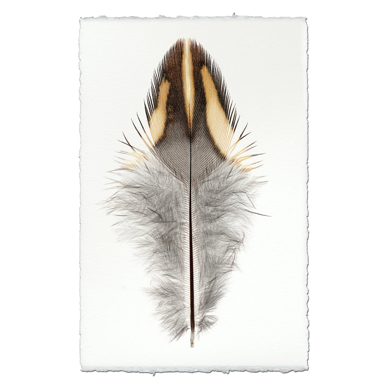 Barloga Feathers (Color) — BARLOGA STUDIOS- fine photographs on intriguing papers