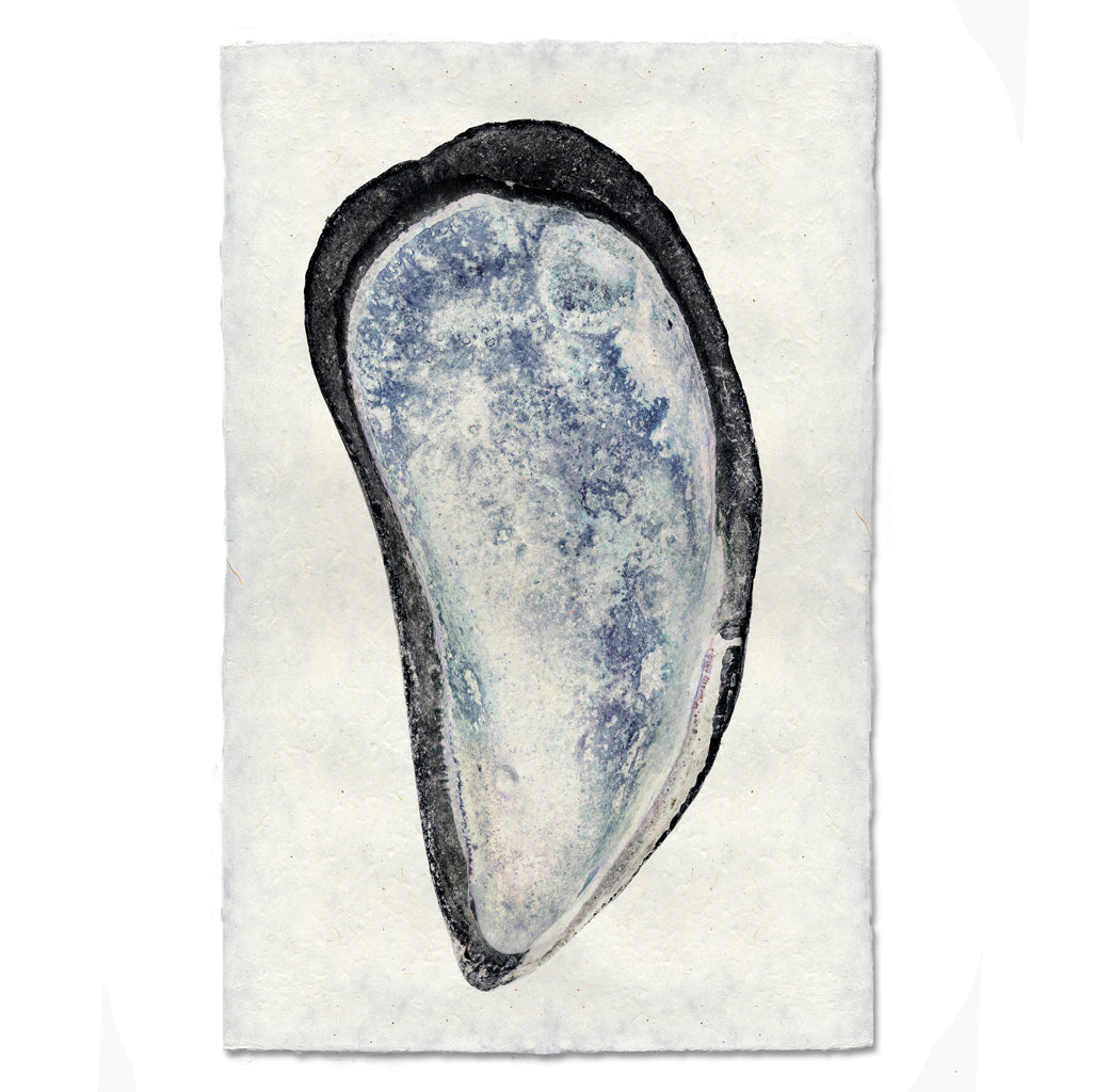 Mussel Shell #3
