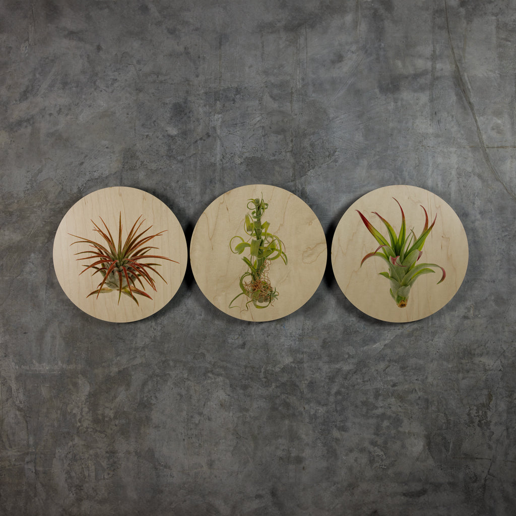 Geometrics - Air Plants
