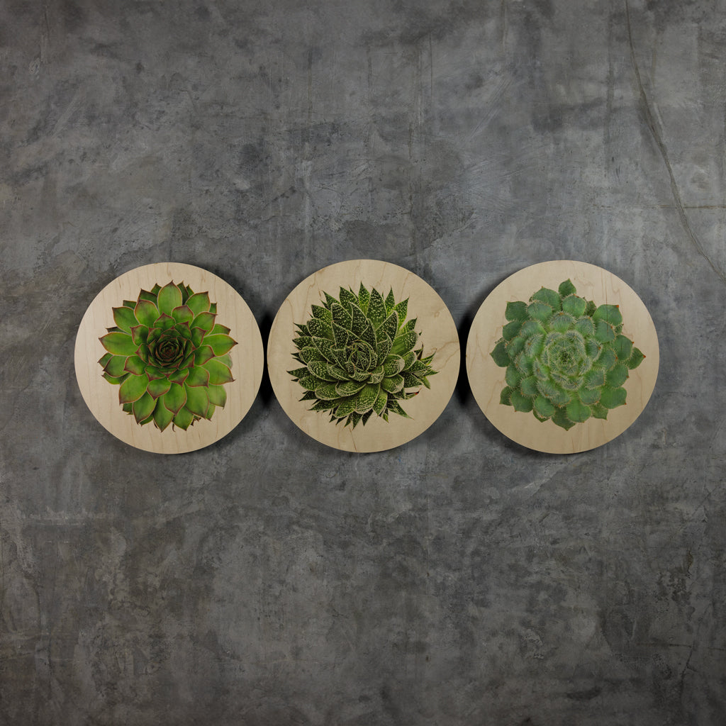 Geometrics - Succulents