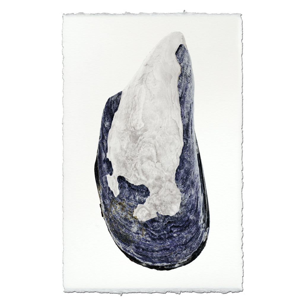 Mussel Shell #4