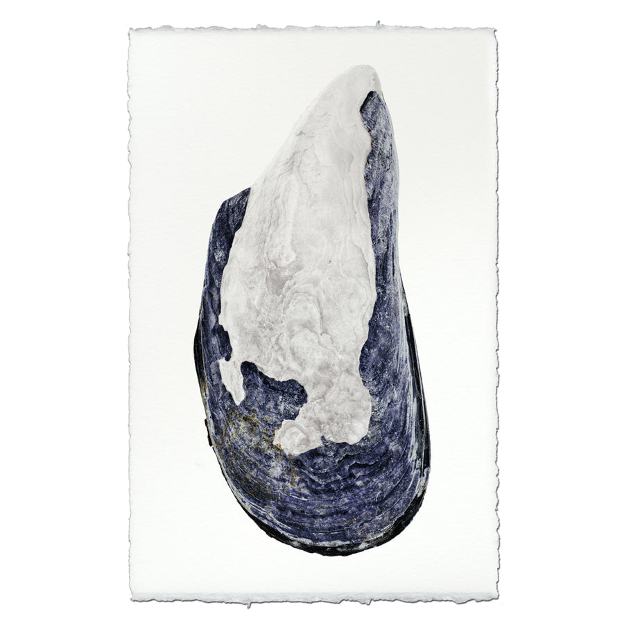 Mussel Shell #4