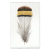 Chukar Patridge