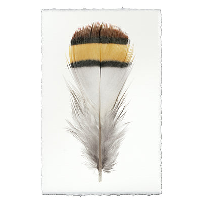 Chukar Patridge