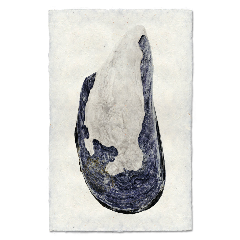 Mussel Shell #4