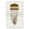 Chukar Patridge