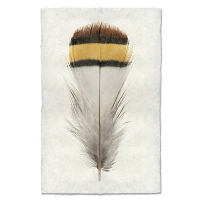 Chukar Patridge