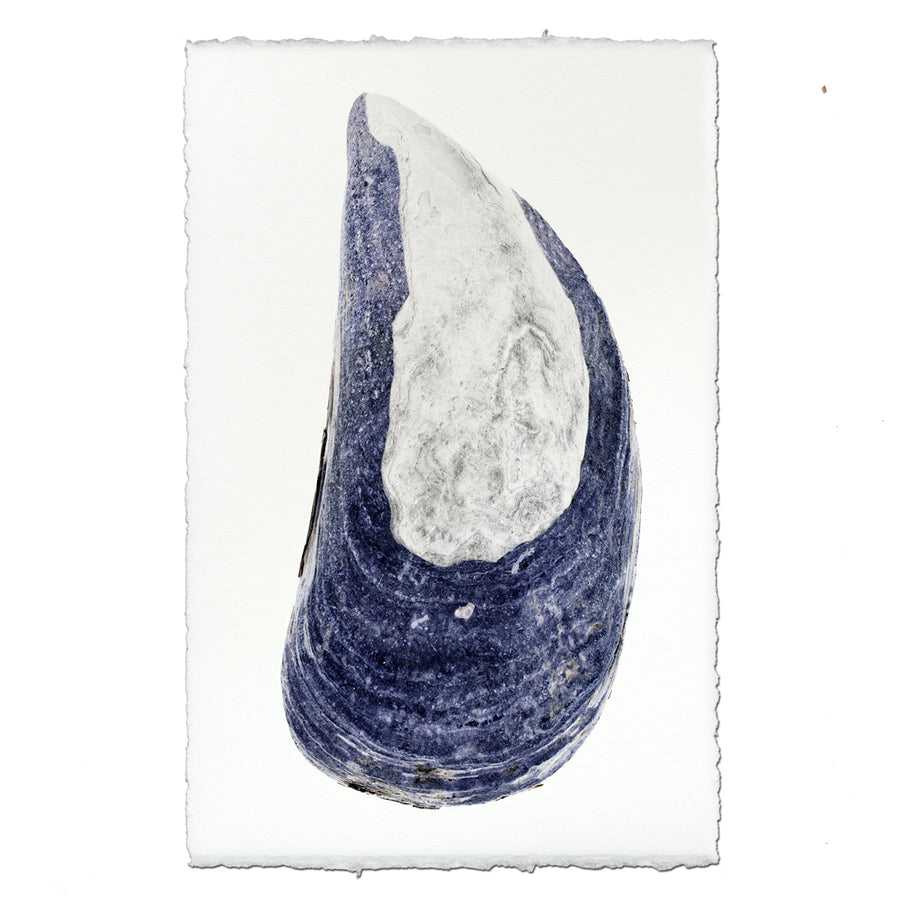 Mussel Shell #5