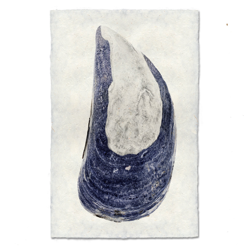 Mussel Shell #5