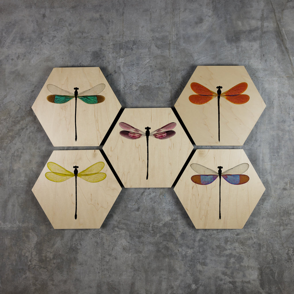 Geometrics - Damsels