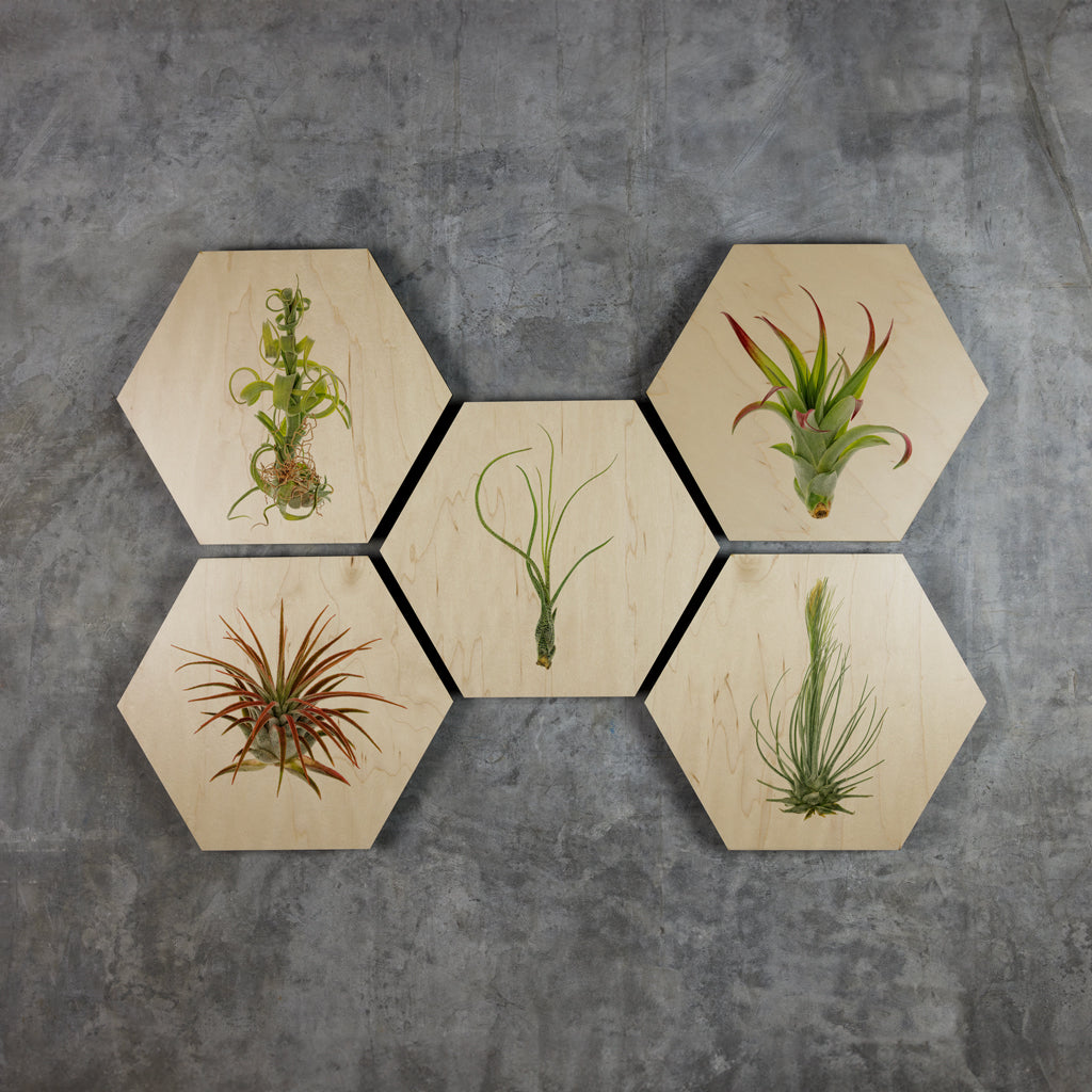 Geometrics - Air Plants