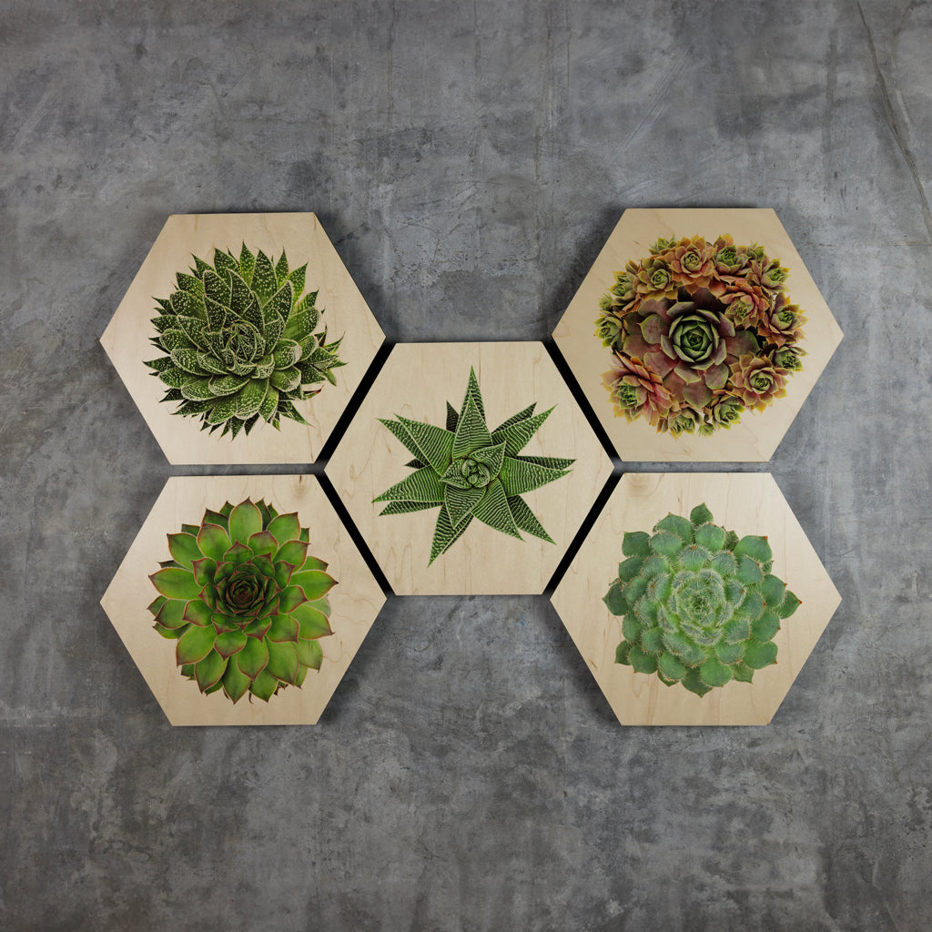 Geometrics - Succulents