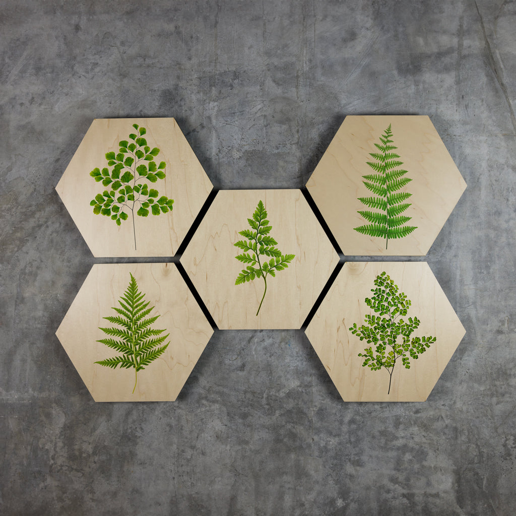Geometrics - Ferns
