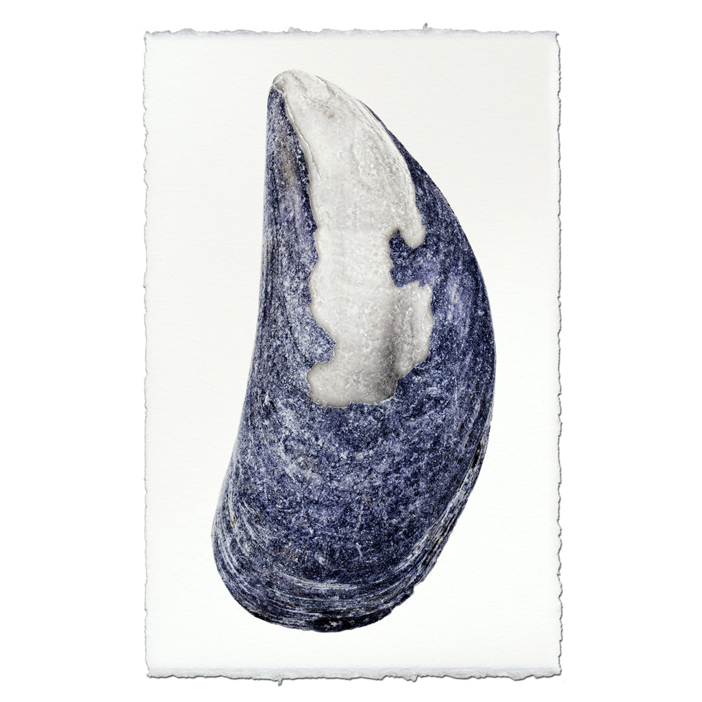 Mussel Shell #6