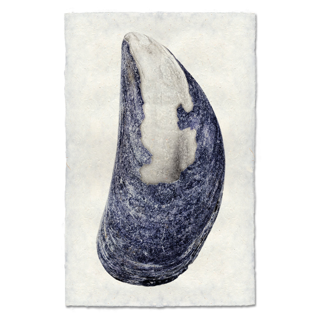 Mussel Shell #6